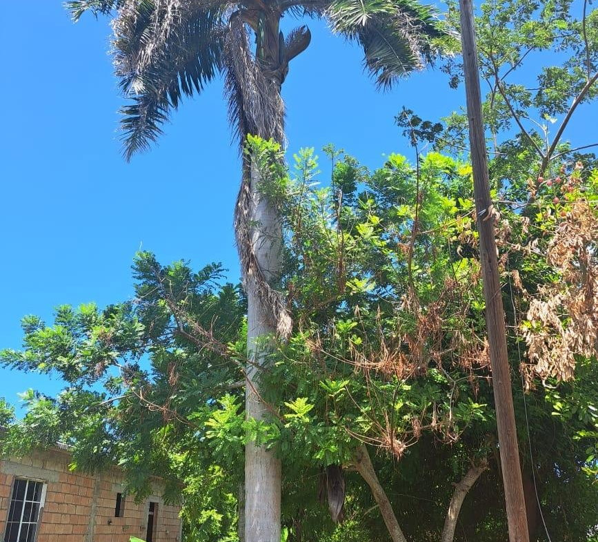 Twelfth image of Lot 344 Sunset st in HAGUE HOUSING SCHEME, Trelawny, Jamaica - property is For Sale