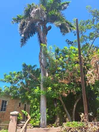 Twelfth image of Lot 344 Sunset st in HAGUE HOUSING SCHEME, Trelawny, Jamaica - property is For Sale