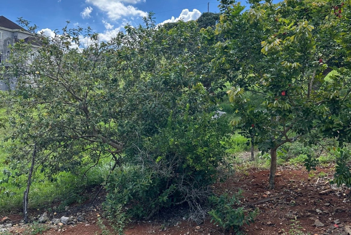 Fifth image of 19 Hopeton (abbey Gardens) in Hat Field, Manchester, Jamaica - property is For Sale