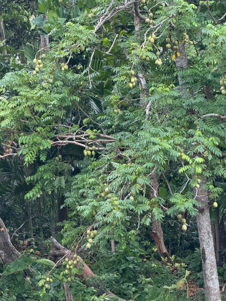 Ninth image of Part-of Castle Gordon in Port Maria, St. Mary, Jamaica - property is For Sale