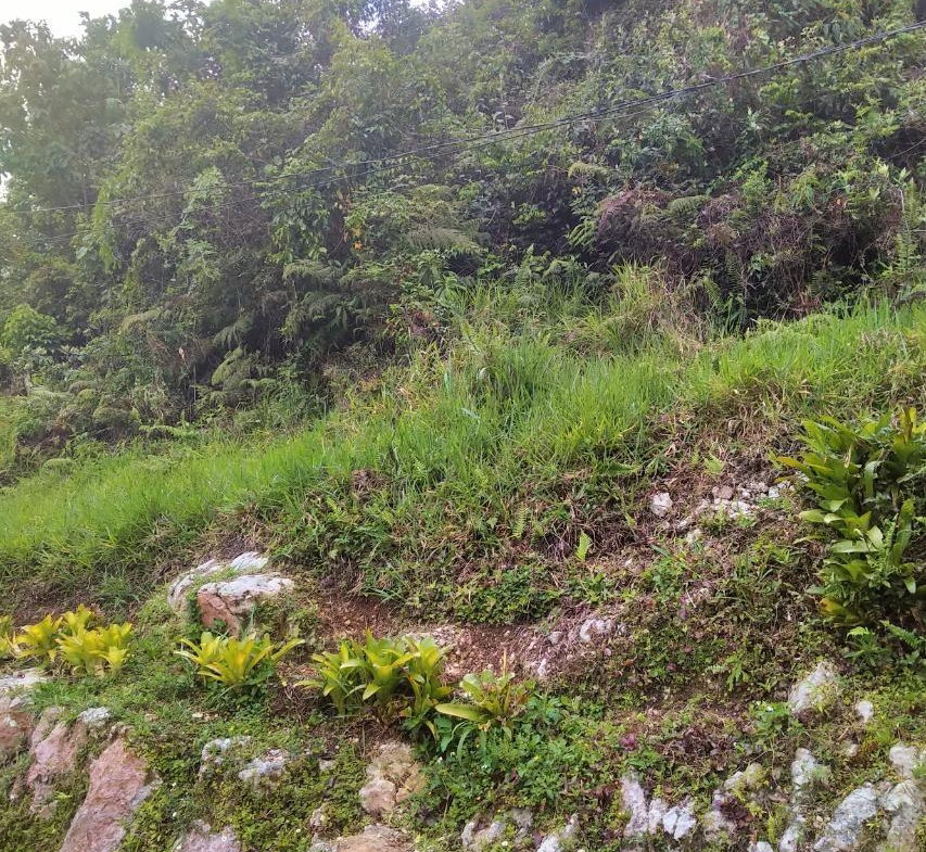 Fifth image of George Reid in Hatfield, Manchester, Jamaica - property is For Sale