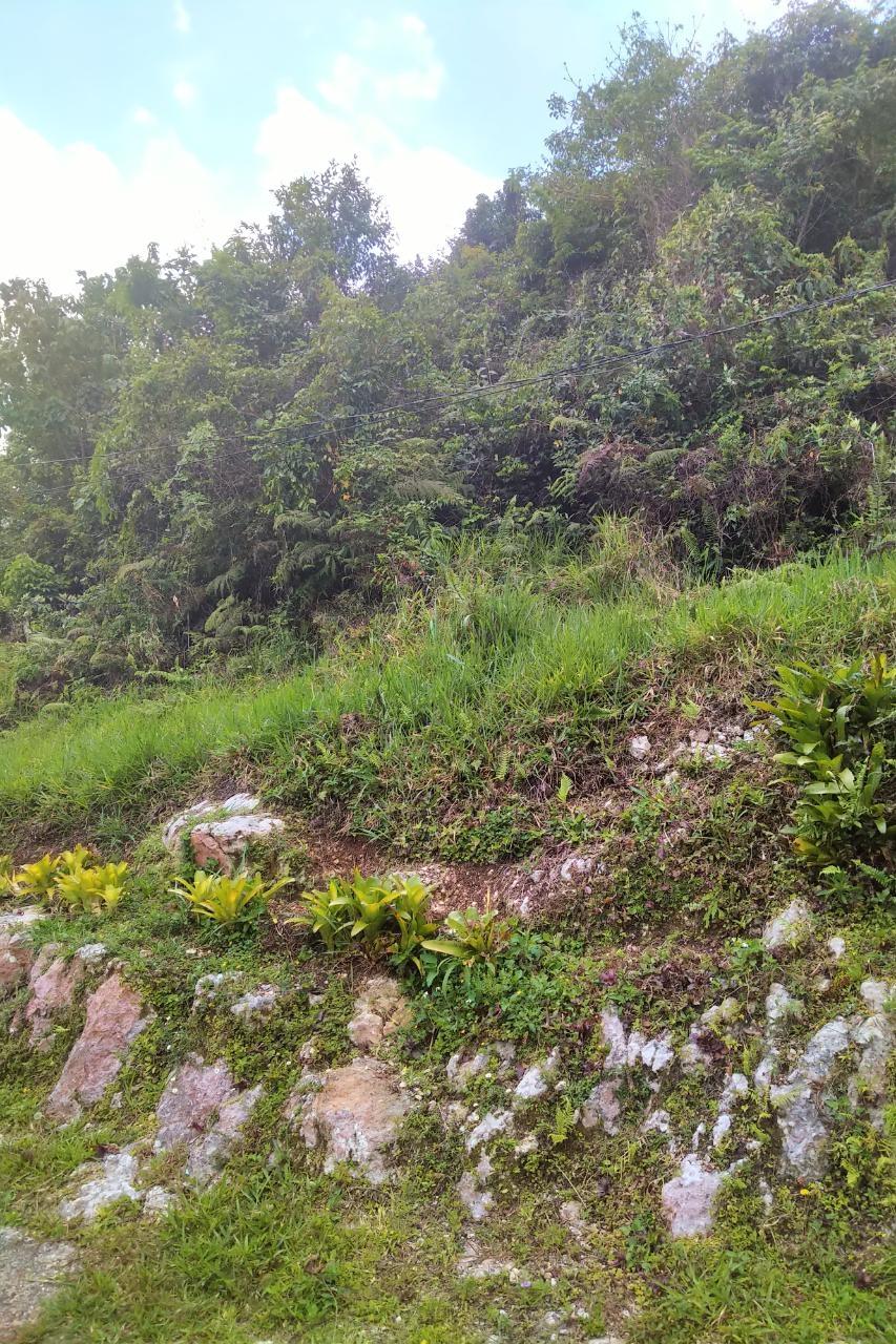 1-Acre-Residential-Lot-for-Sale-in-George-Reid-Mandeville-Manchester-Jamaica Fifth image of George Reid in Hatfield, Manchester, Jamaica - property is For Sale