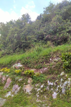 Fifth image of George Reid in Hatfield, Manchester, Jamaica - property is For Sale