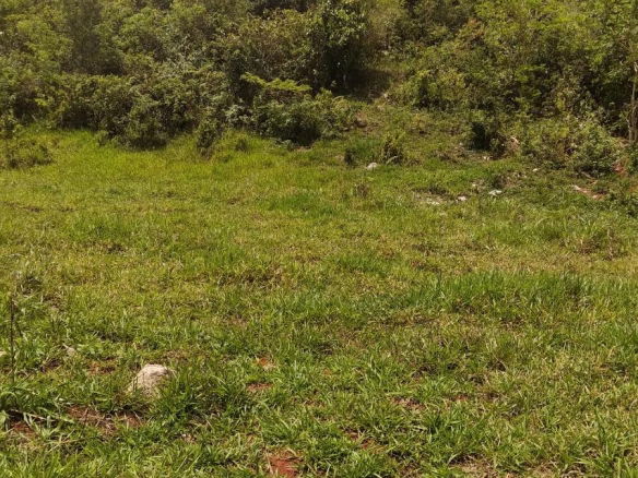 First image of George Reid in Hatfield, Manchester, Jamaica - property is For Sale