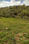 First image of George Reid in Hatfield, Manchester, Jamaica - property is For Sale