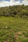 First image of George Reid in Hatfield, Manchester, Jamaica - property is For Sale