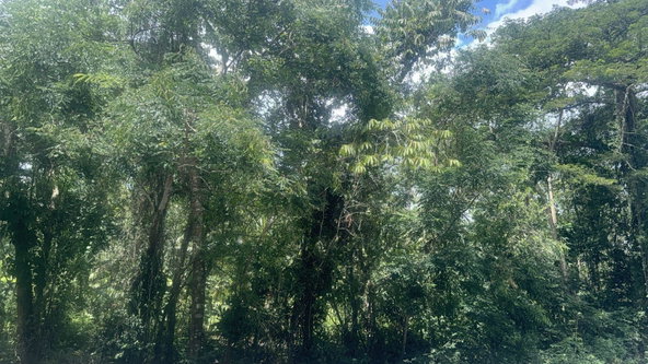 Second image of Albany, St. Mary in Albany, St. Mary, Jamaica - property is For Sale