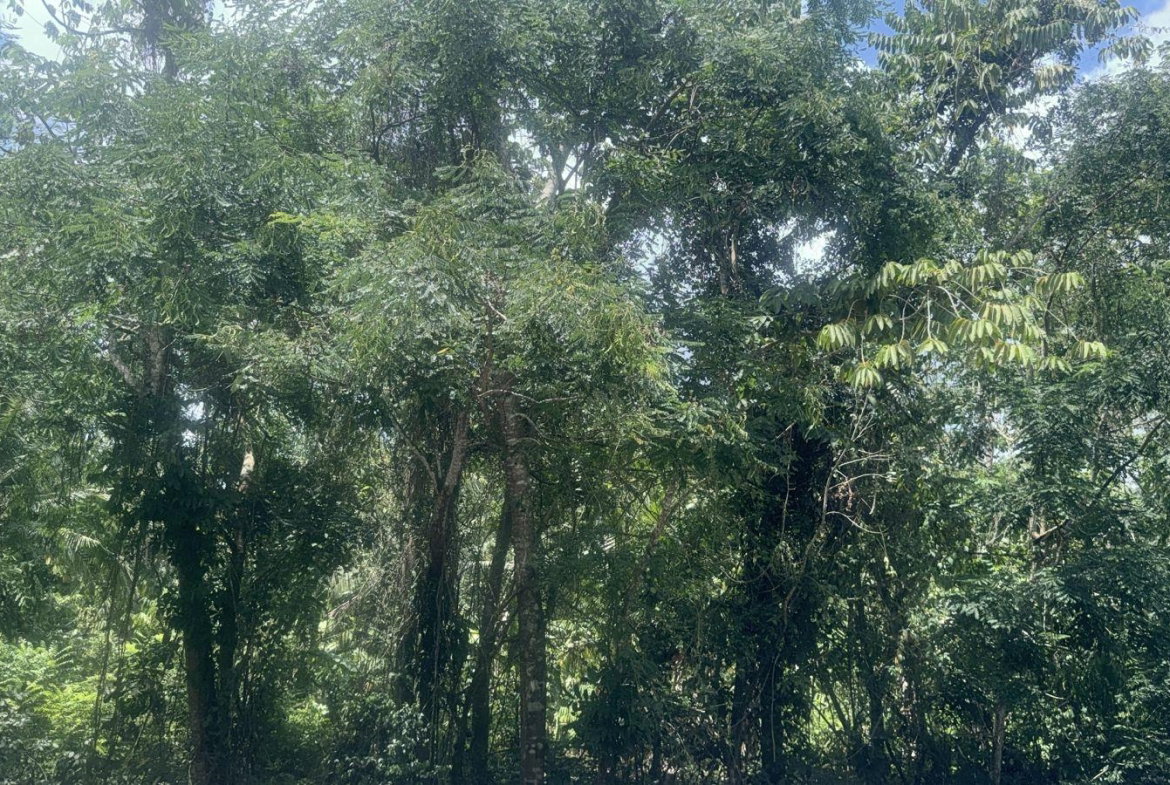 Eleventh image of Albany, St. Mary in Albany, St. Mary, Jamaica - property is For Sale