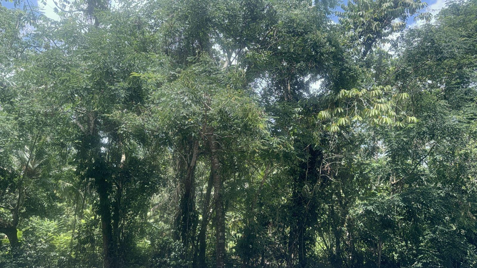 Eleventh image of Albany, St. Mary in Albany, St. Mary, Jamaica - property is For Sale