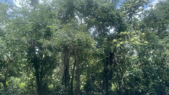 Eleventh image of Albany, St. Mary in Albany, St. Mary, Jamaica - property is For Sale