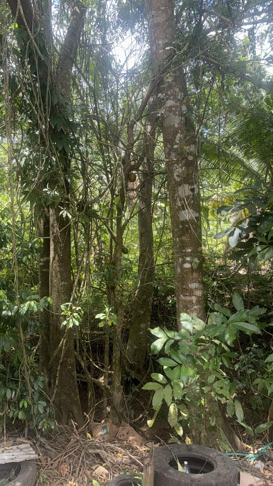 Seventh image of Albany, St. Mary in Albany, St. Mary, Jamaica - property is For Sale
