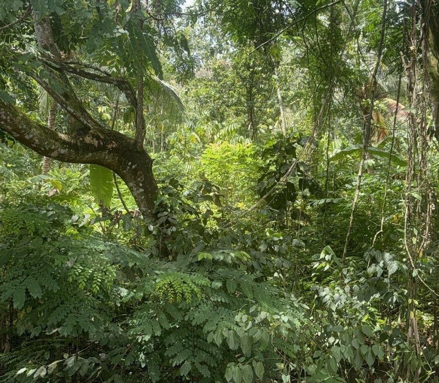 Eighth image of Albany, St. Mary in Albany, St. Mary, Jamaica - property is For Sale