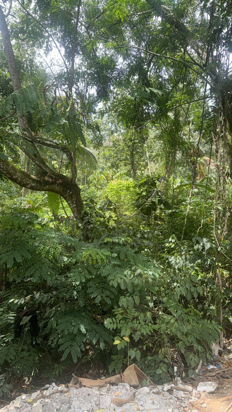Eighth image of Albany, St. Mary in Albany, St. Mary, Jamaica - property is For Sale