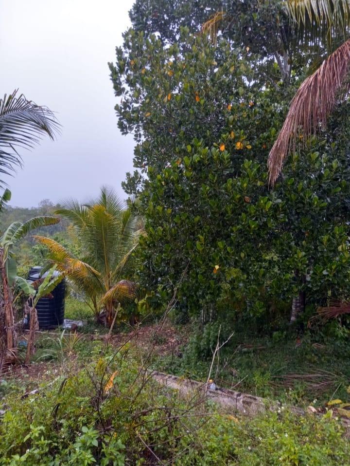 Second image of Burton District Linstead in Bog Walk, St. Catherine, Jamaica - property is For Sale
