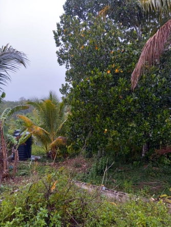 Second image of Burton District Linstead in Bog Walk, St. Catherine, Jamaica - property is For Sale