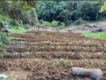 First image of Burton District Linstead in Bog Walk, St. Catherine, Jamaica - property is For Sale