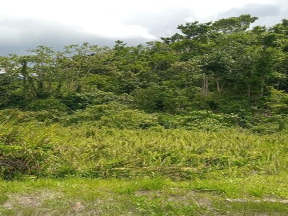 Fifth image of Archwell, Green Island, Hanover in Green Island, Hanover, Jamaica - property is For Sale