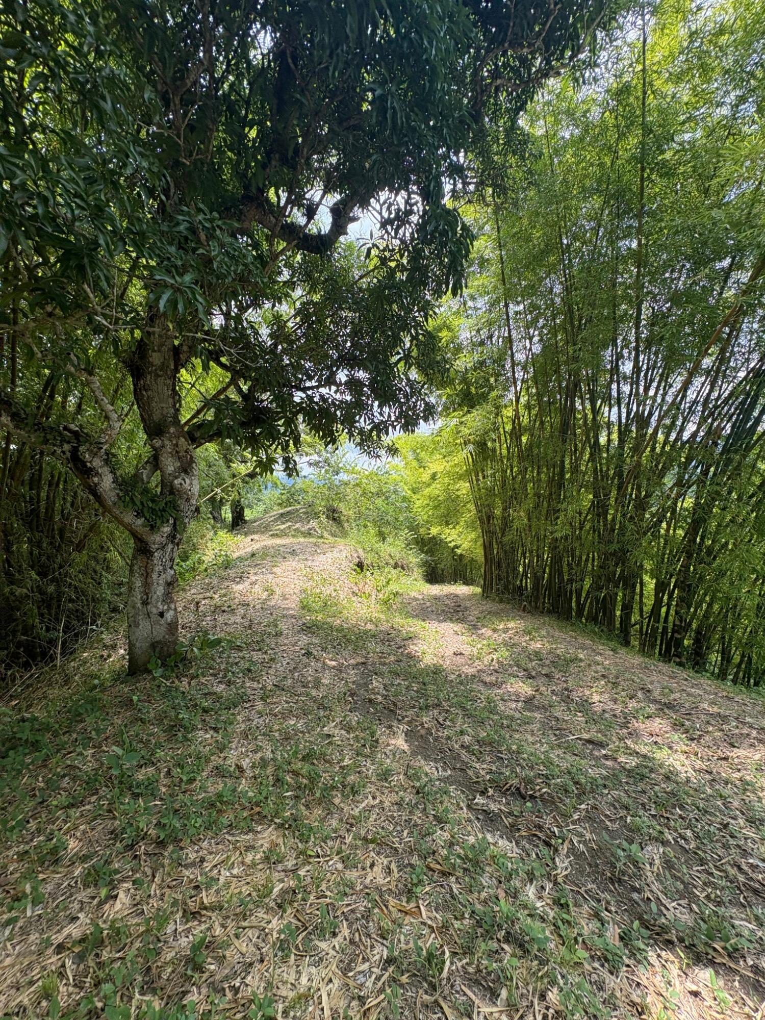 17.5-Acre-Residential-Lot-for-Sale-in-Cavaliers-St.-Andrew-Jamaica Eleventh image of Peters Retreat, Cavaliers in Cavaliers P.A., St. Andrew, Jamaica - property is For Sale
