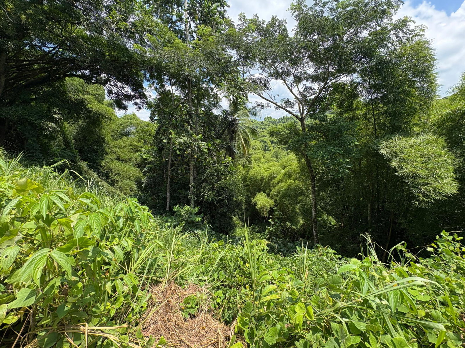 17.5-Acre-Residential-Lot-for-Sale-in-Cavaliers-St.-Andrew-Jamaica Twelfth image of Peters Retreat, Cavaliers in Cavaliers P.A., St. Andrew, Jamaica - property is For Sale