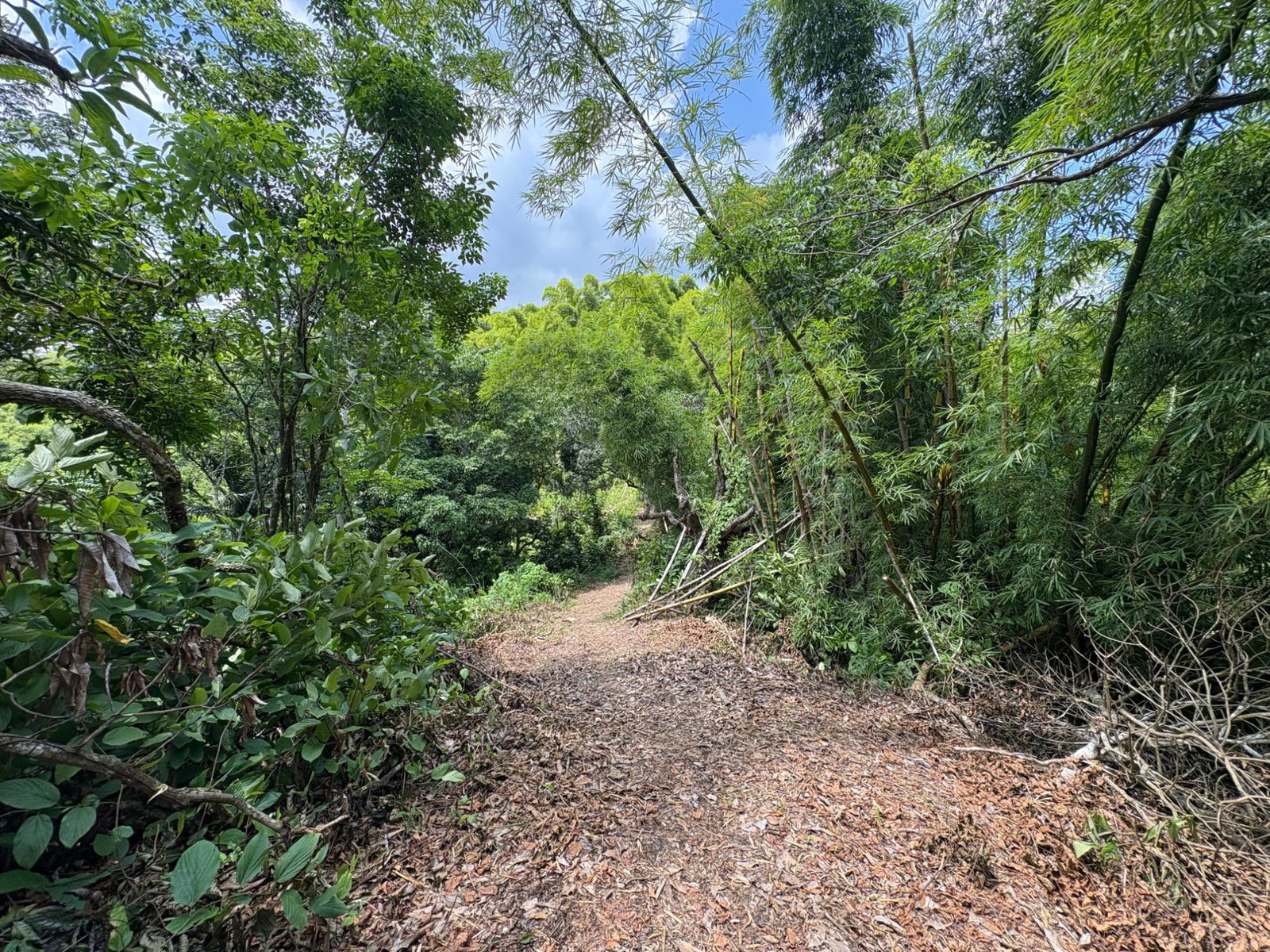 17.5-Acre-Residential-Lot-for-Sale-in-Cavaliers-St.-Andrew-Jamaica Thirteenth image of Peters Retreat, Cavaliers in Cavaliers P.A., St. Andrew, Jamaica - property is For Sale