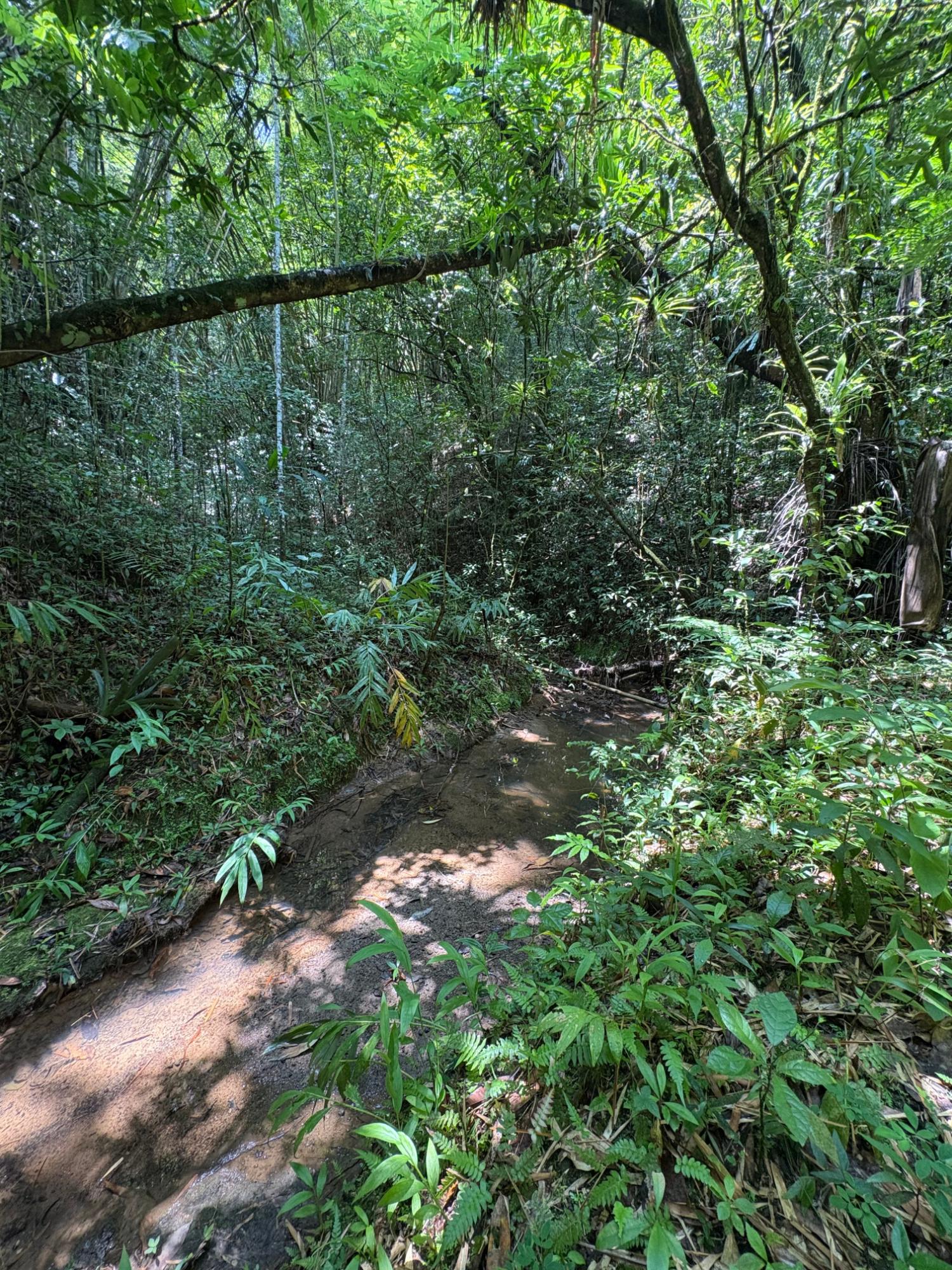 17.5-Acre-Residential-Lot-for-Sale-in-Cavaliers-St.-Andrew-Jamaica Fourteenth image of Peters Retreat, Cavaliers in Cavaliers P.A., St. Andrew, Jamaica - property is For Sale