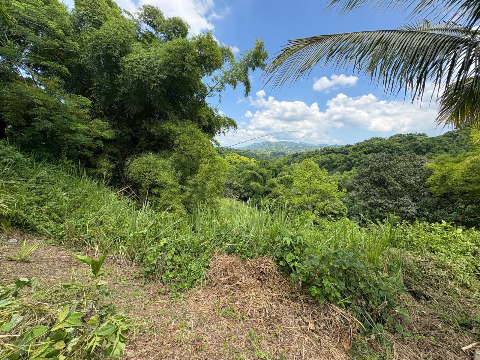 17.5-Acre-Residential-Lot-for-Sale-in-Cavaliers-St.-Andrew-Jamaica Eighth image of Peters Retreat, Cavaliers in Cavaliers P.A., St. Andrew, Jamaica - property is For Sale