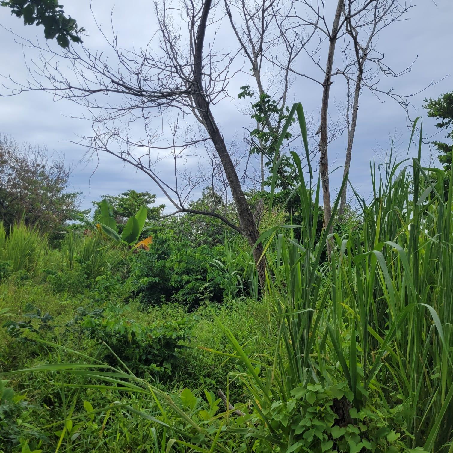 Eleventh image of Elmwood, Long Bay in Long Bay, Portland, Jamaica - property is For Sale