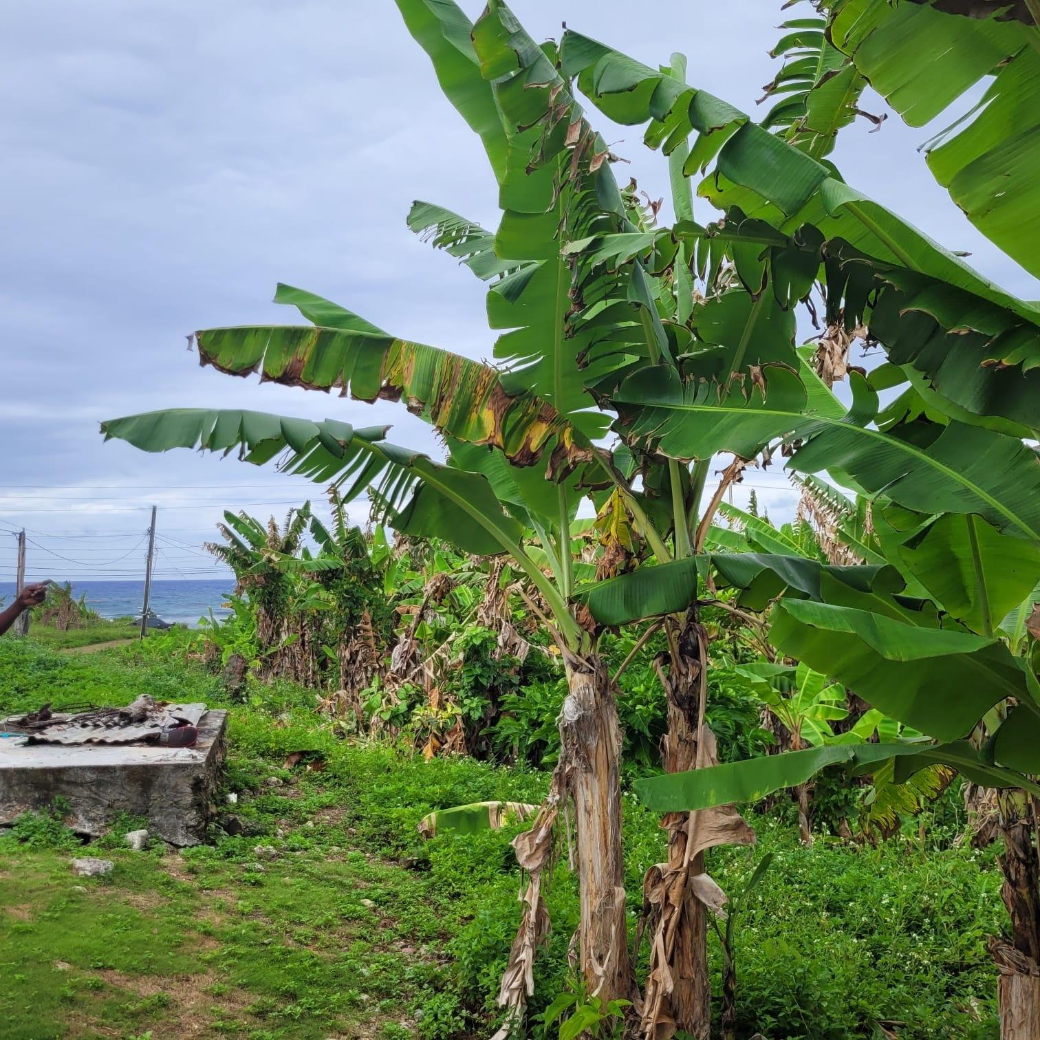 Twelfth image of Elmwood, Long Bay in Long Bay, Portland, Jamaica - property is For Sale