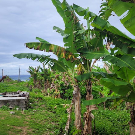 Twelfth image of Elmwood, Long Bay in Long Bay, Portland, Jamaica - property is For Sale