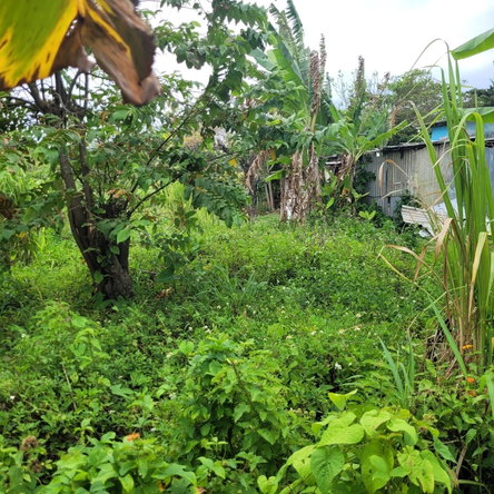 Thirteenth image of Elmwood, Long Bay in Long Bay, Portland, Jamaica - property is For Sale