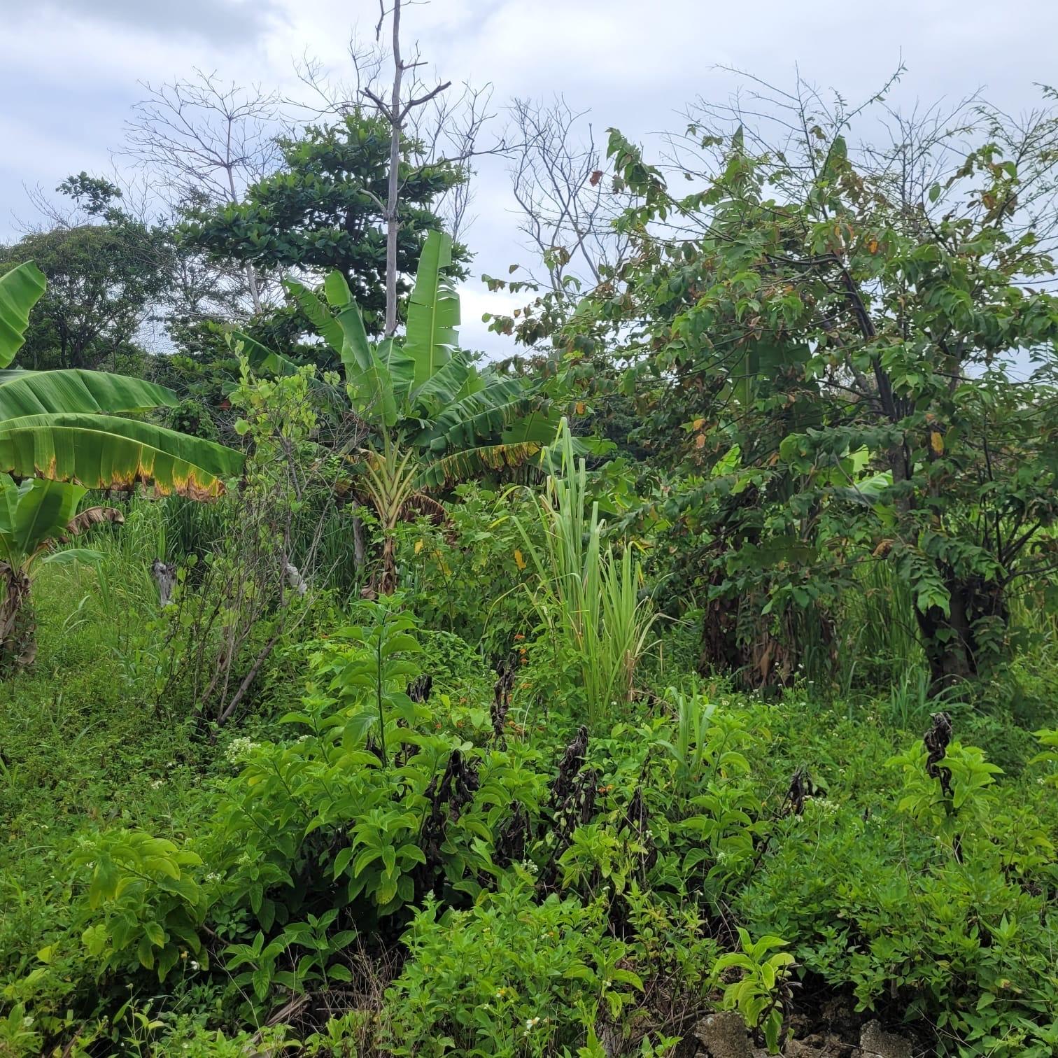 Fourteenth image of Elmwood, Long Bay in Long Bay, Portland, Jamaica - property is For Sale