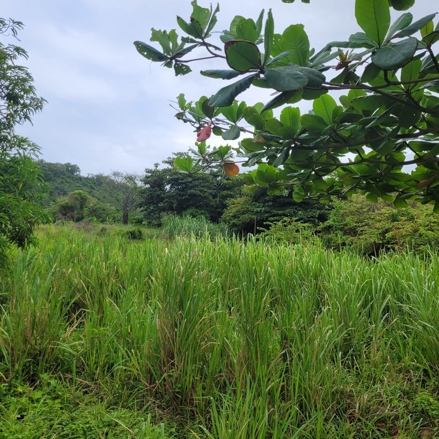 Fifteenth image of Elmwood, Long Bay in Long Bay, Portland, Jamaica - property is For Sale