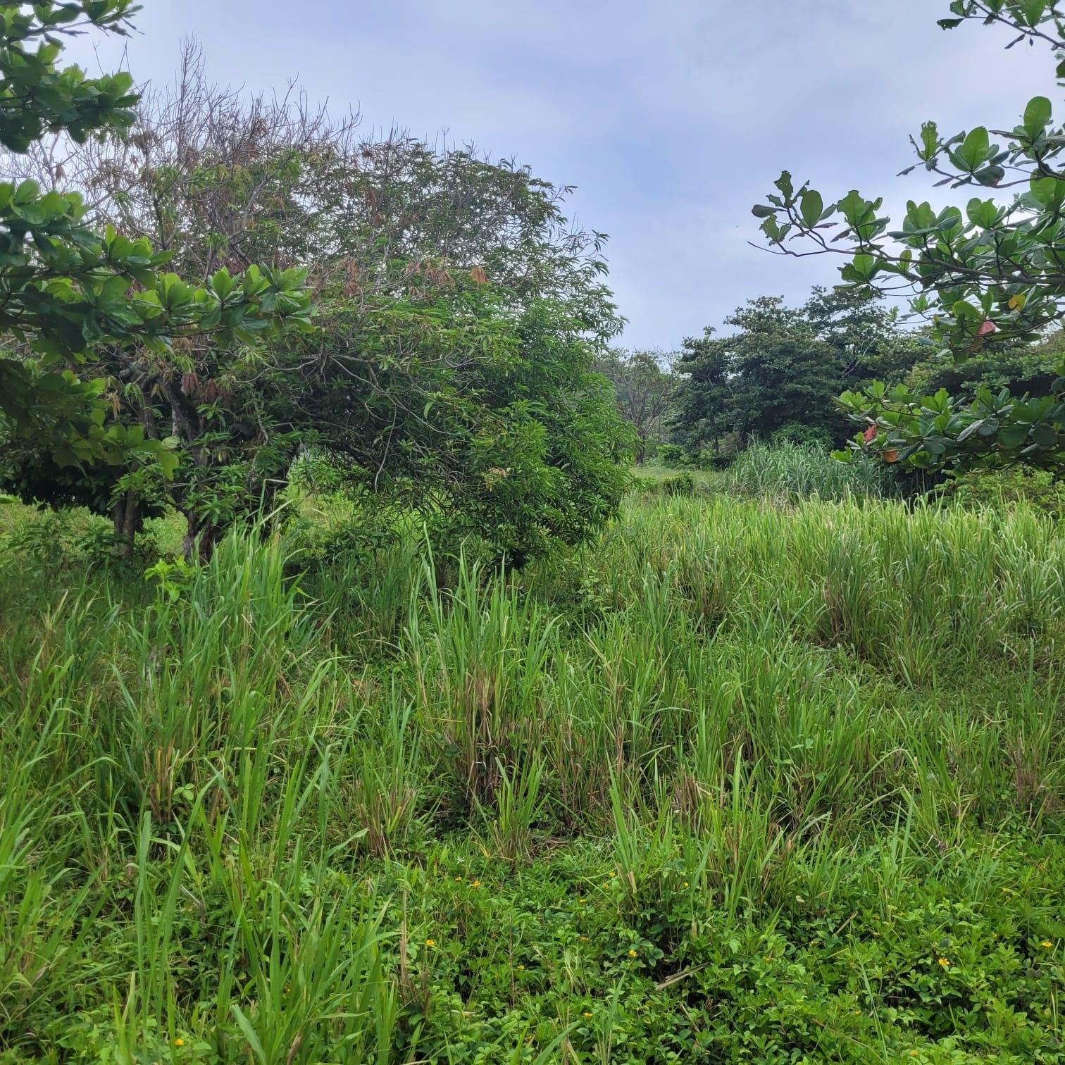 Sixteenth image of Elmwood, Long Bay in Long Bay, Portland, Jamaica - property is For Sale