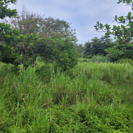 Sixteenth image of Elmwood, Long Bay in Long Bay, Portland, Jamaica - property is For Sale