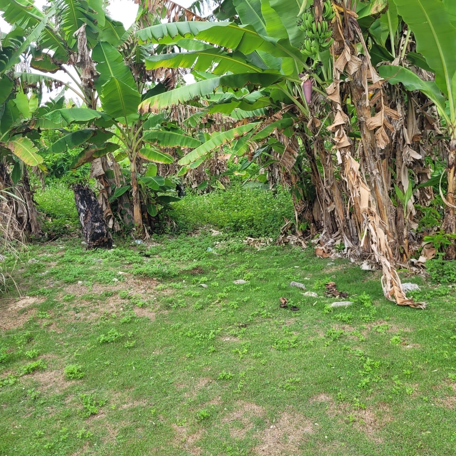 Seventeenth image of Elmwood, Long Bay in Long Bay, Portland, Jamaica - property is For Sale