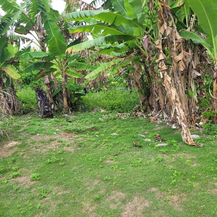 Seventeenth image of Elmwood, Long Bay in Long Bay, Portland, Jamaica - property is For Sale