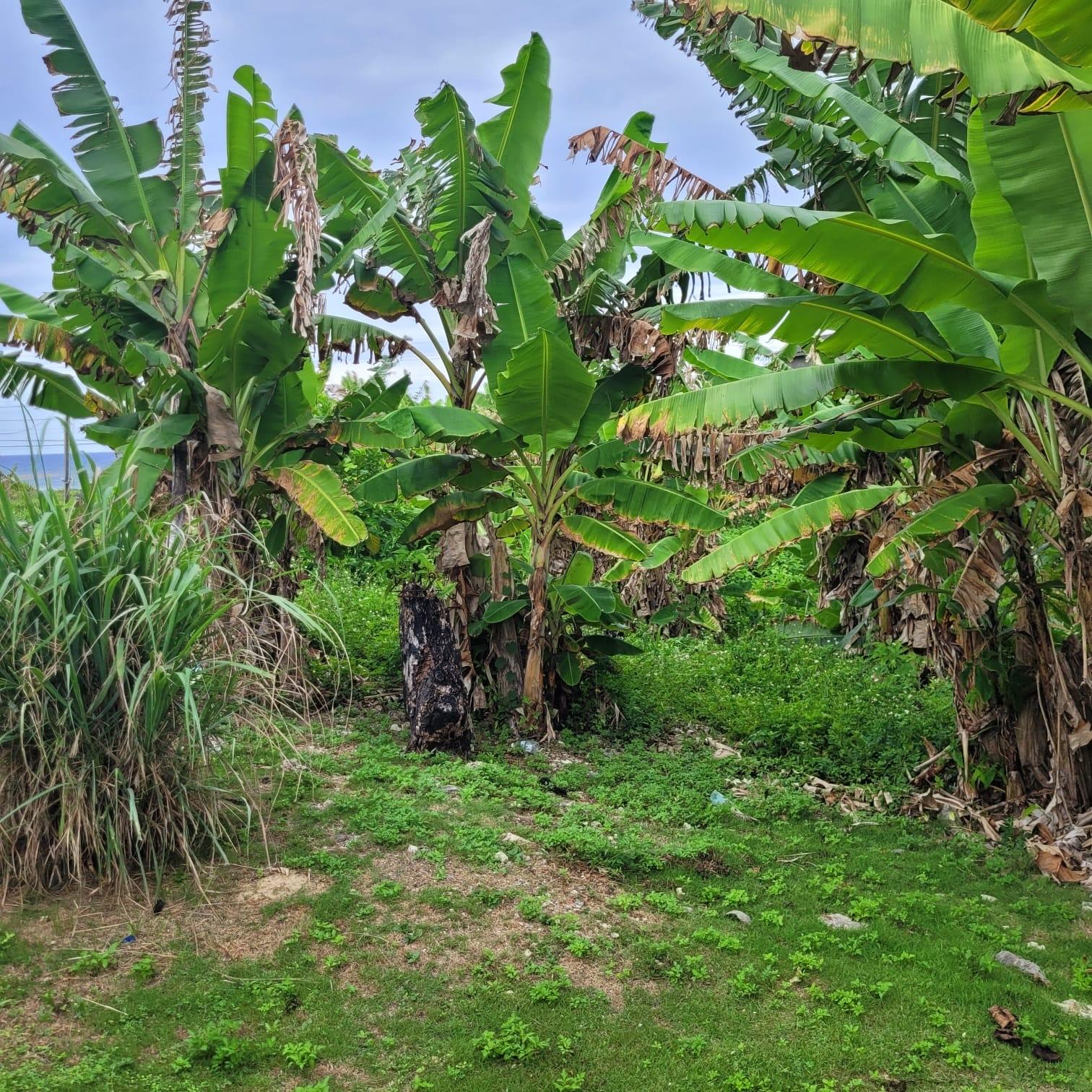 Eighteenth image of Elmwood, Long Bay in Long Bay, Portland, Jamaica - property is For Sale