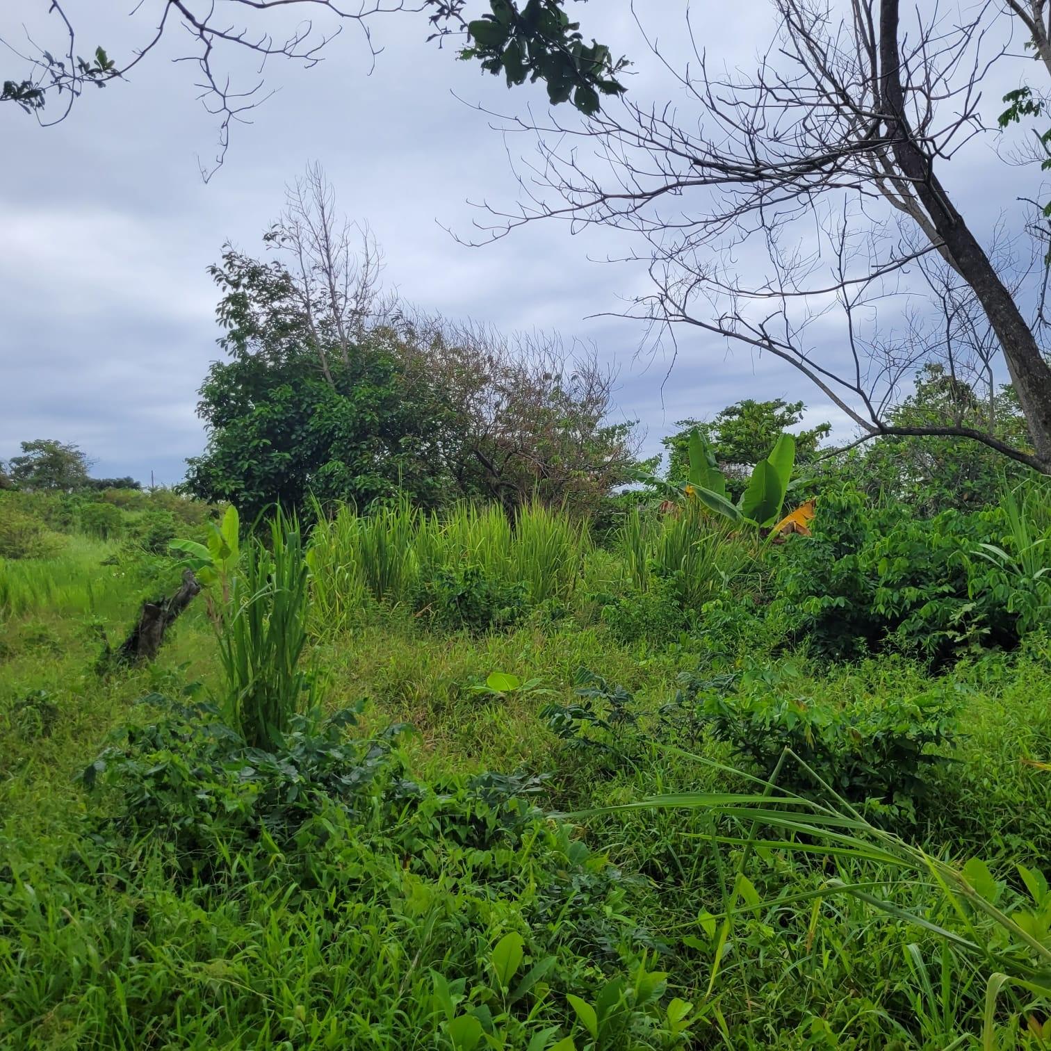 Nineteenth image of Elmwood, Long Bay in Long Bay, Portland, Jamaica - property is For Sale