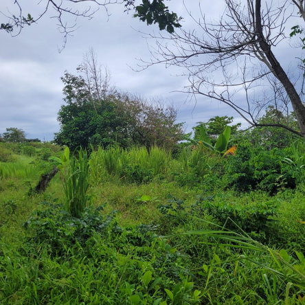 Nineteenth image of Elmwood, Long Bay in Long Bay, Portland, Jamaica - property is For Sale
