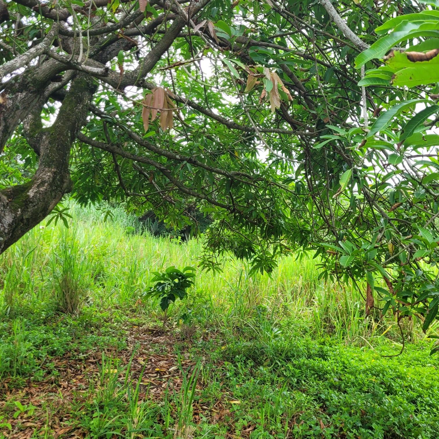 Twentieth image of Elmwood, Long Bay in Long Bay, Portland, Jamaica - property is For Sale
