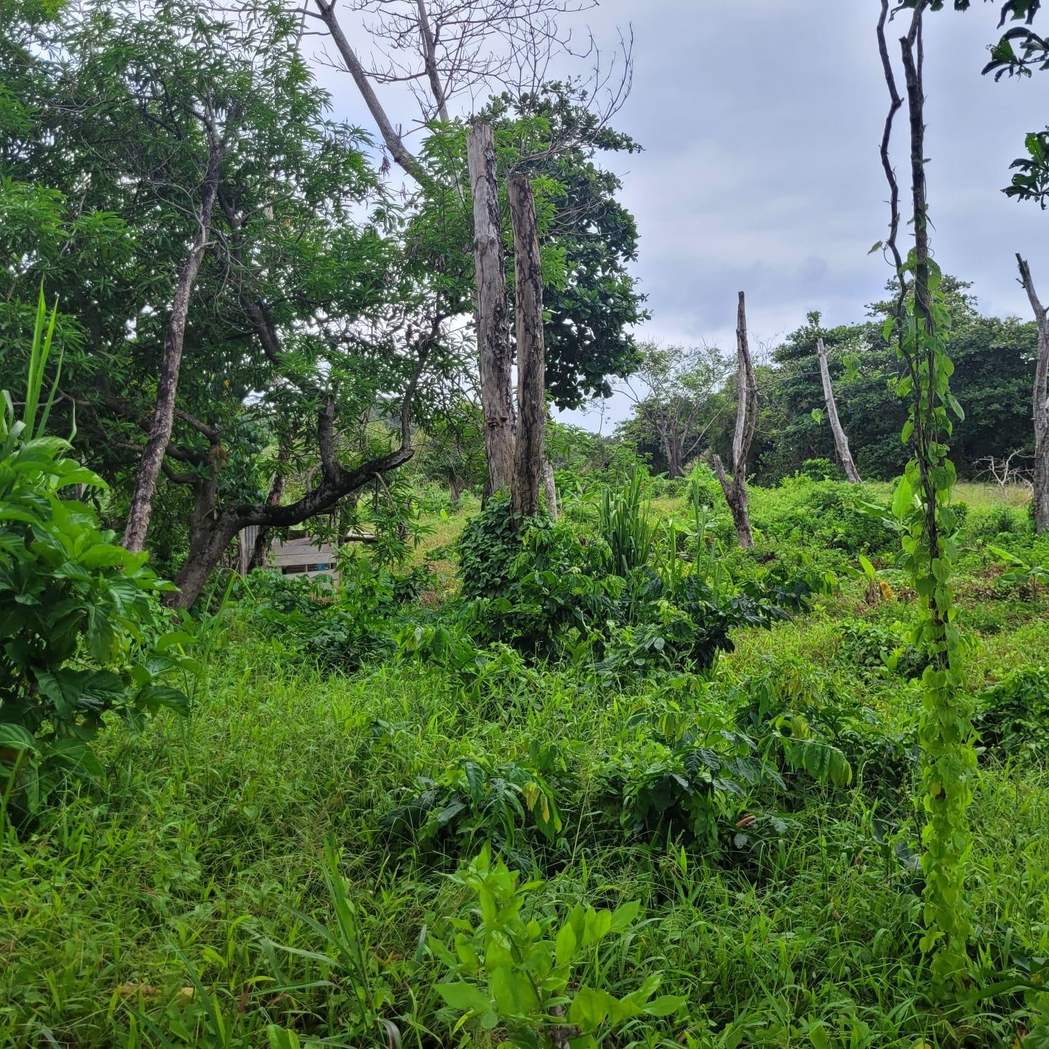 Twenty-Third image of Elmwood, Long Bay in Long Bay, Portland, Jamaica - property is For Sale