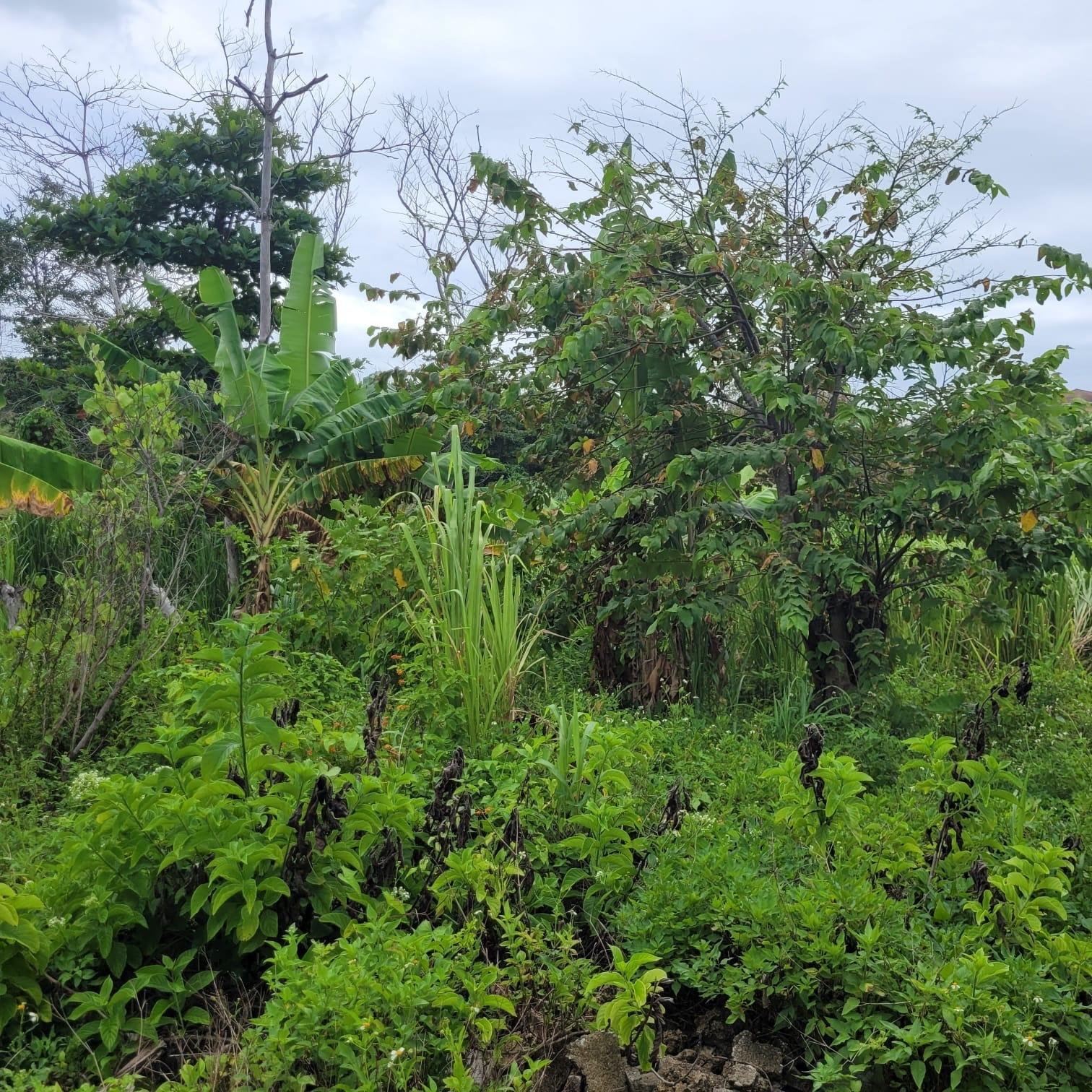 Twenty-Fourth image of Elmwood, Long Bay in Long Bay, Portland, Jamaica - property is For Sale