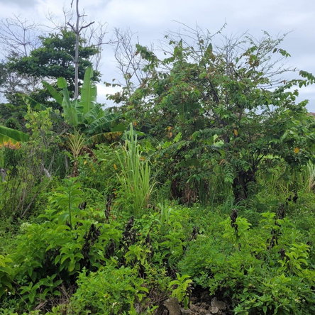Twenty-Fourth image of Elmwood, Long Bay in Long Bay, Portland, Jamaica - property is For Sale