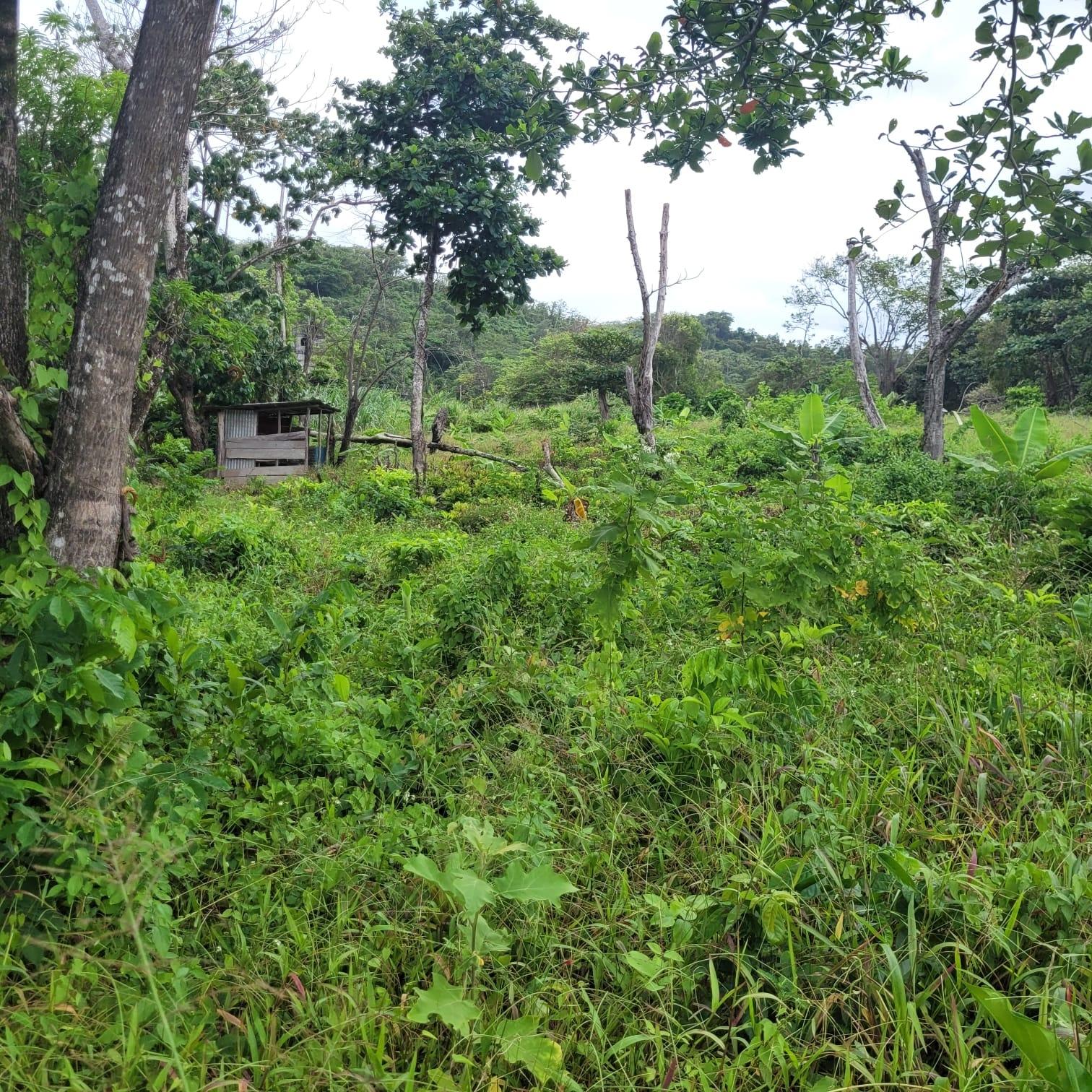 Twenty-Fifth image of Elmwood, Long Bay in Long Bay, Portland, Jamaica - property is For Sale