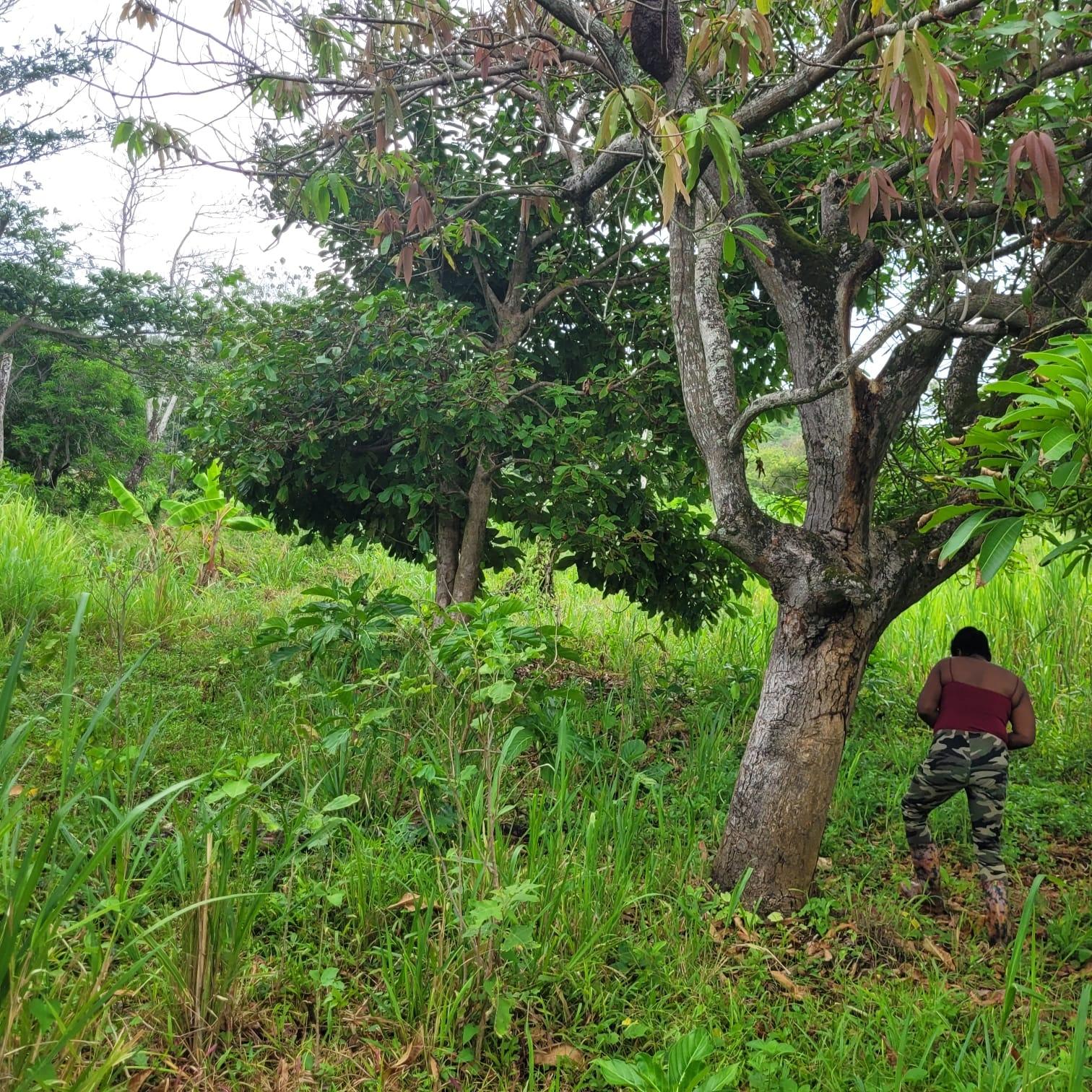 Twenty-Sixth image of Elmwood, Long Bay in Long Bay, Portland, Jamaica - property is For Sale