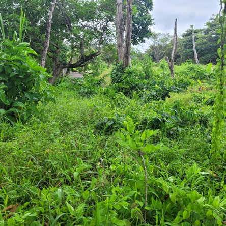 Twenty-Seventh image of Elmwood, Long Bay in Long Bay, Portland, Jamaica - property is For Sale