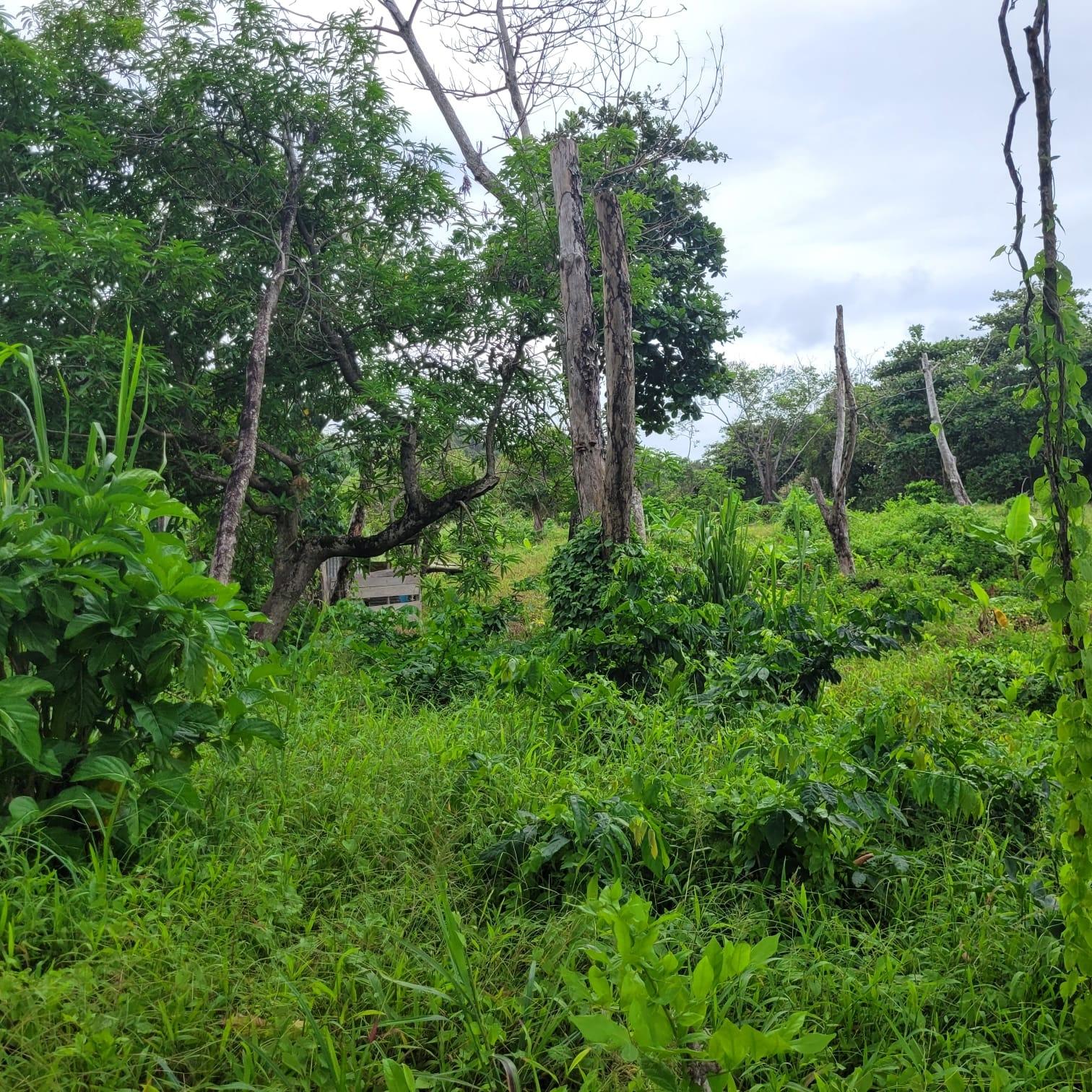 Fourth image of Elmwood, Long Bay in Long Bay, Portland, Jamaica - property is For Sale