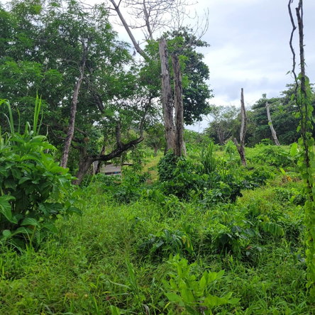 Fourth image of Elmwood, Long Bay in Long Bay, Portland, Jamaica - property is For Sale