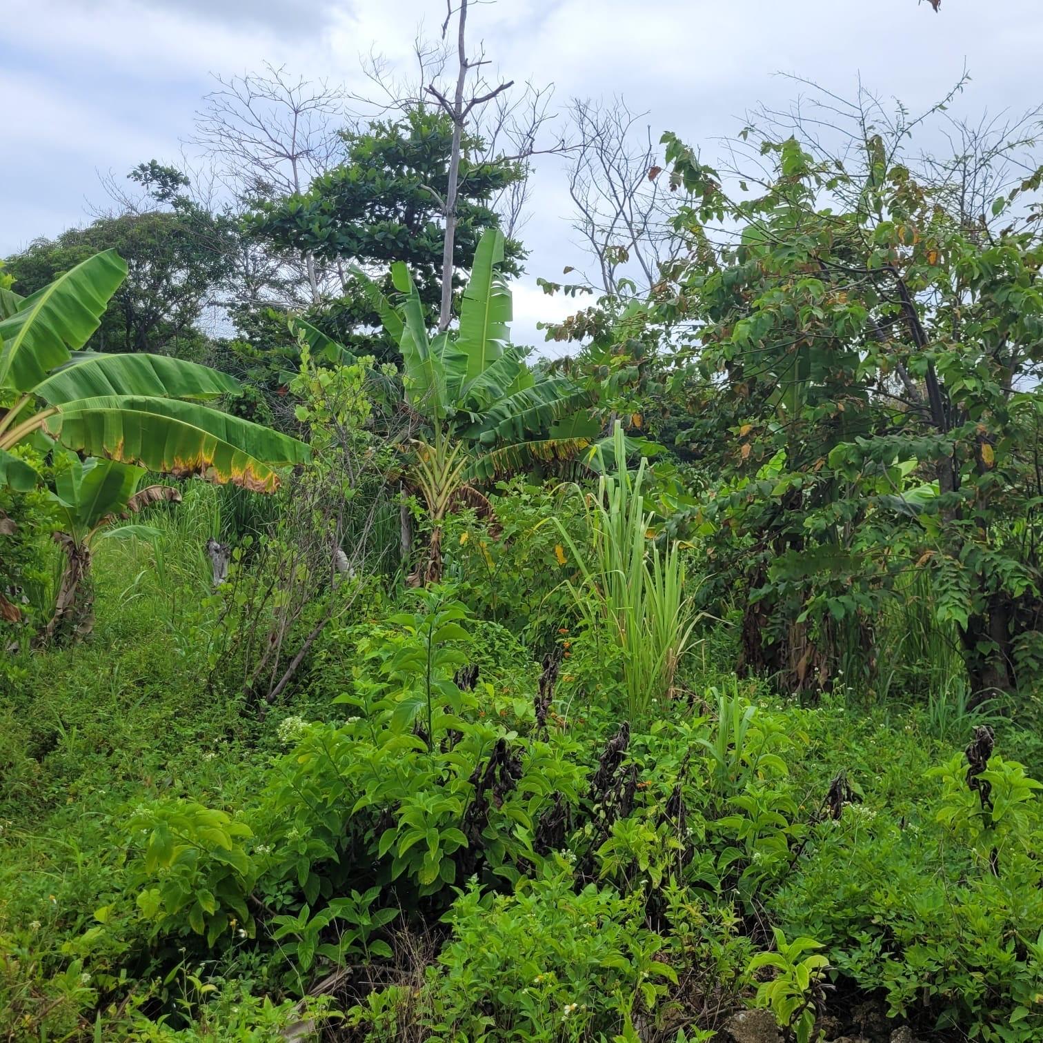Fifth image of Elmwood, Long Bay in Long Bay, Portland, Jamaica - property is For Sale