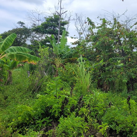 Fifth image of Elmwood, Long Bay in Long Bay, Portland, Jamaica - property is For Sale